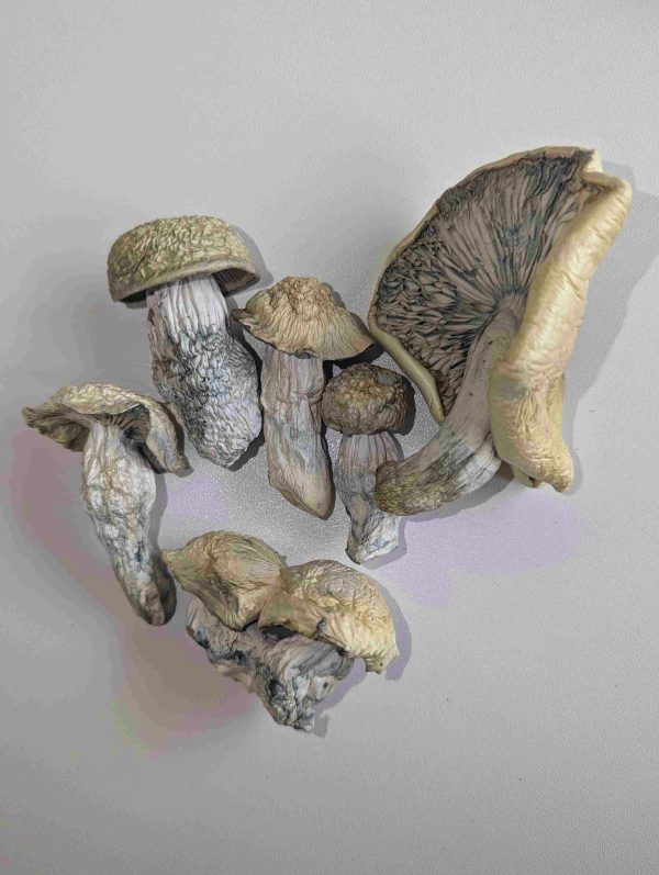 Albino Bluey Vuitton Mushrooms – High Potency Psilocybin for Sale