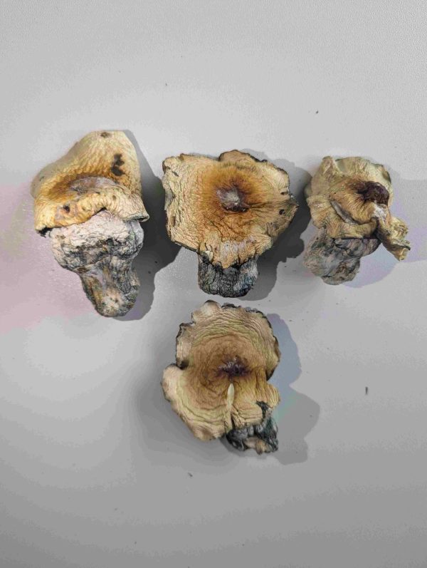 Hillbilly Pumpkin Mushrooms – Rare High-Potency Psilocybin Strain for Sale